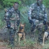 Fournisseur de chien dréssés pour la Police-Gendarmerie-Douane-Police Municipale-sécurité
